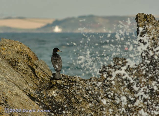 Cormorant rests on rock - 2