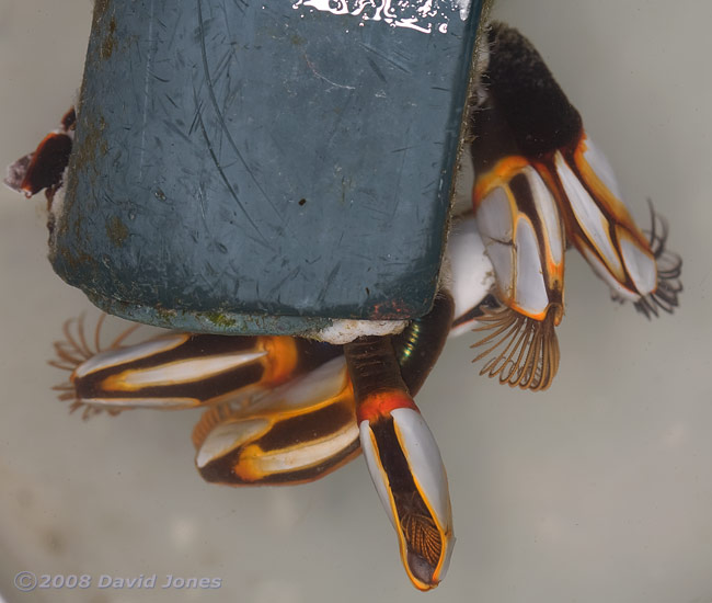 Goose Barnacles on plastic flotsam