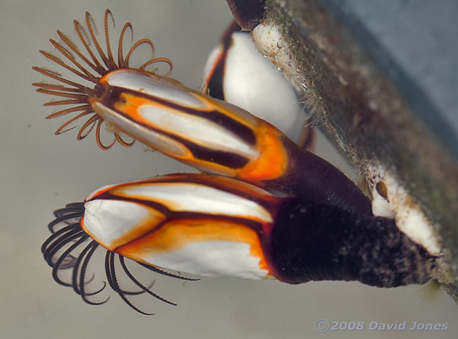 Goose Barnacles showing variation in appendage colours