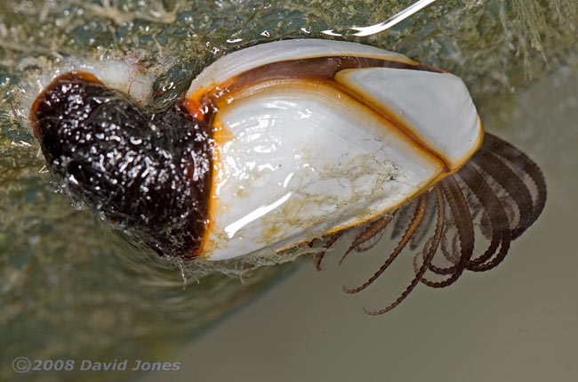 Goose Barnacle with appendages extended