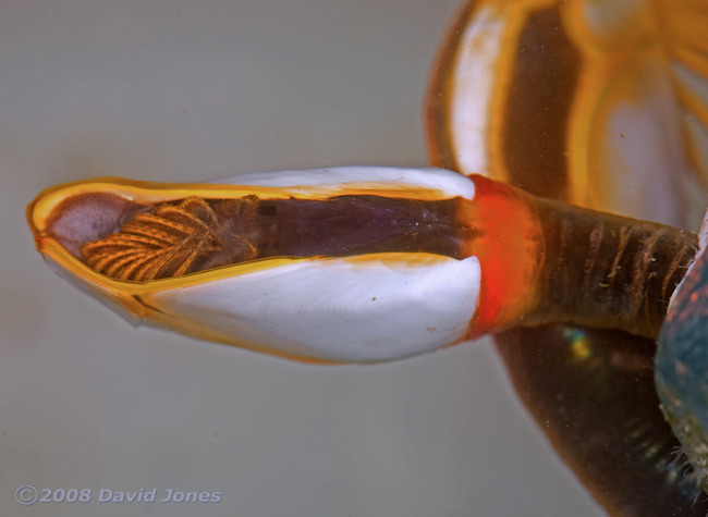 Goose Barnacle with appendages withdrawn