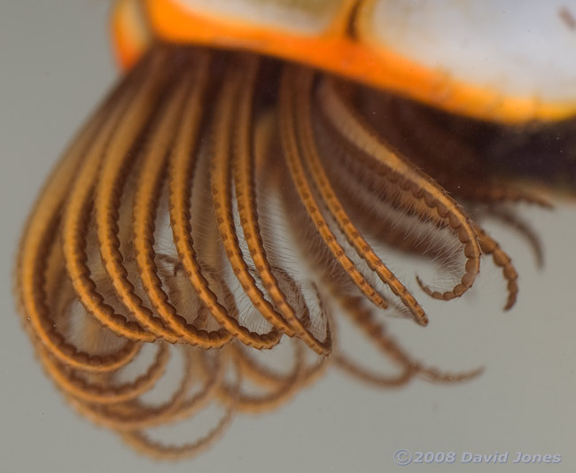 Goose Barnacles - close-up of appendages - 1