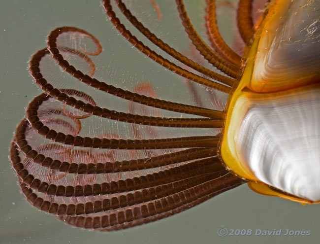 Goose Barnacles - close-up of appendages - 2