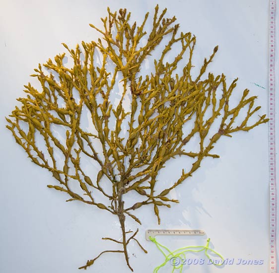 Brown seaweeds - 3, spread out on flat surface