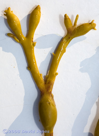 Brown seaweeds - 3, close-up 2