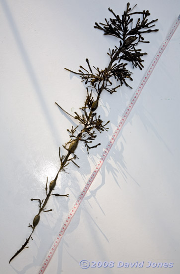 Brown seaweeds - 4