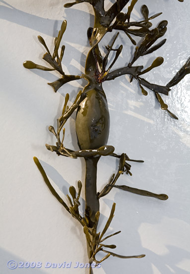 Brown seaweeds - 4, close-up to show bladder