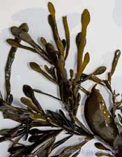 Brown seaweeds - 4, close-up to show club-shaped fronds
