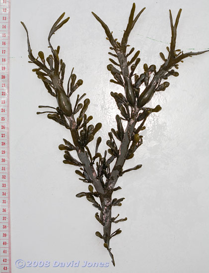 Brown seaweeds - 5