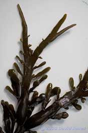 Brown seaweeds - 5, close-up to show forked end of 'branch'