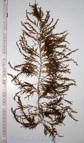 Brown seaweeds - 2