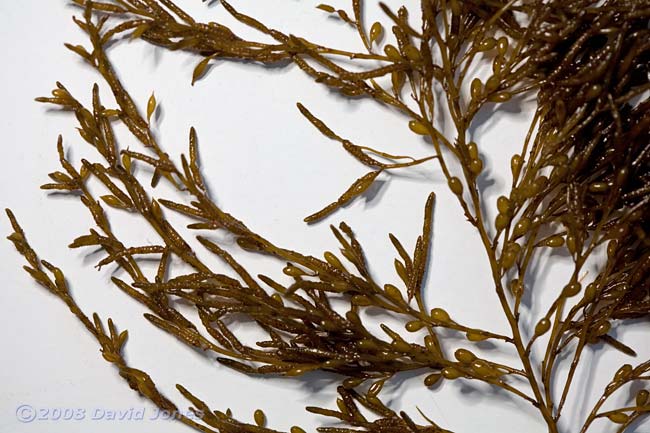 Brown seaweeds - 2 (close-up 1)