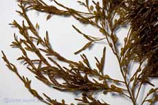 Brown seaweeds - 2 (close-up)