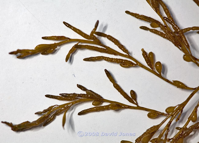 Brown seaweeds - 2 (close-up 2)