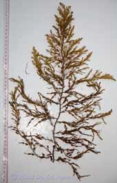 Brown seaweeds - 1a