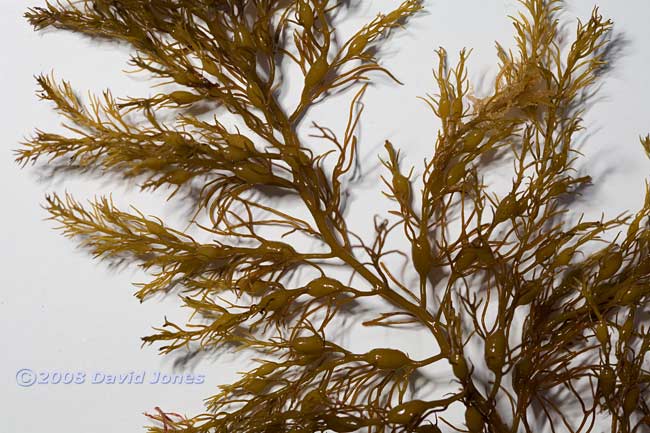 Brown seaweeds - 1 (close-up)