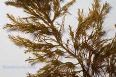 Brown seaweeds - 1 (close-up)