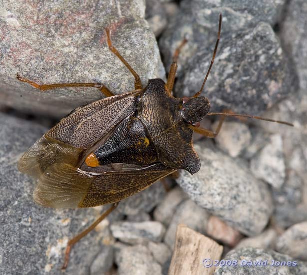 Forest Bug (Pentatoma rufipes) on Porthallow beach