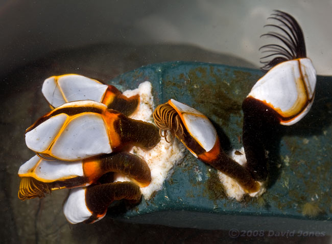 Goose Barnacles(Lepas anatifera)