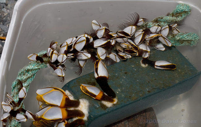 Goose Barnacles(Lepas anatifera)on rope and plastic