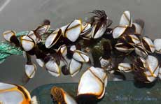 Goose Barnacles(Lepas anatifera)on rope