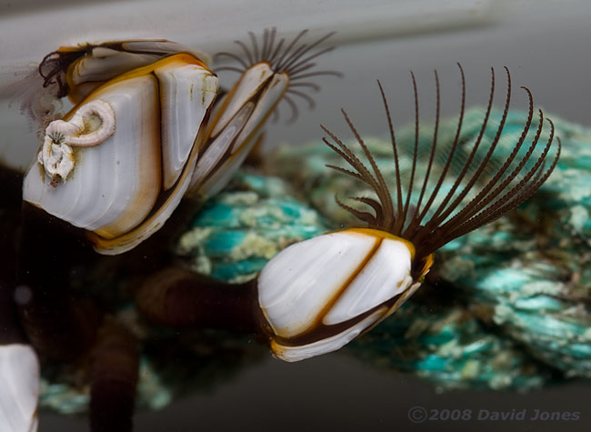 Goose Barnacles(Lepas anatifera)on rope - close-up