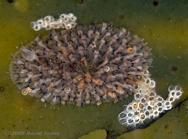 Bryozoans (possibly Electra pilosa -Hairy Sea-mat)on Toothed Wrack