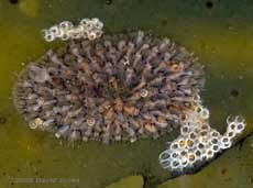 Bryozoans (possibly Electra pilosa -Hairy Sea-mat)on Toothed Wrack