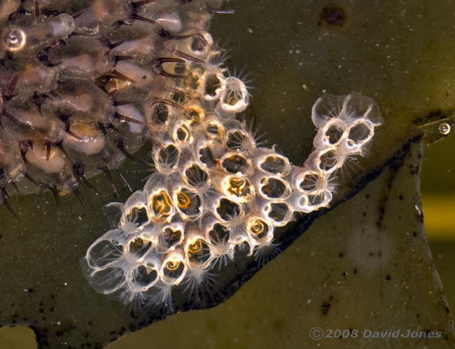 Bryozoans (possibly Electra pilosa -Hairy Sea-mat)on Toothed Wrack - close-up of dead zooids
