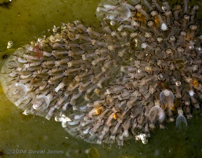 Bryozoans (possibly Electra pilosa -Hairy Sea-mat)on Toothed Wrack - zooids feeding