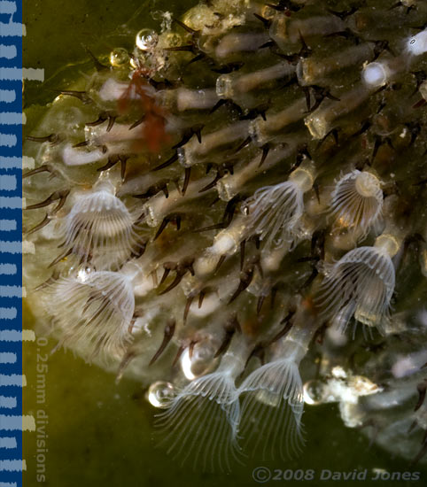 Bryozoans (possibly Electra pilosa -Hairy Sea-mat) - close-up of zooids feeding(1)