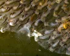 Bryozoans (possibly Electra pilosa -Hairy Sea-mat) - close-up of a zooid feeding