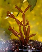 Small seaweed amongst bryozoan zooids
