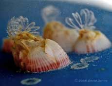 Barnacles (on plastic flotsam) filter feeding