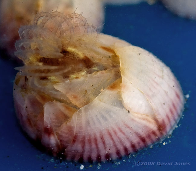 Barnacle (on plastic flotsam) filter feeding - 1