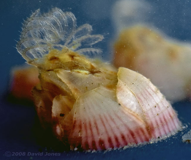 Barnacle (on plastic flotsam) filter feeding - 2