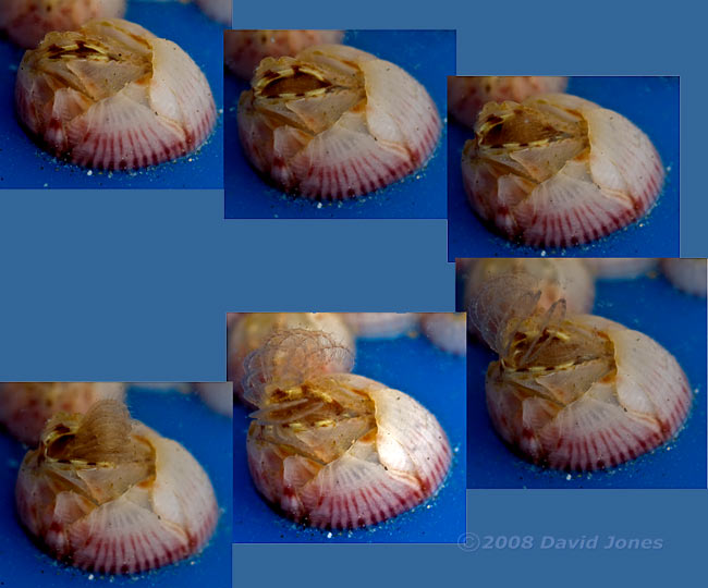 Barnacles on plastic flotsam - filter feeding sequence
