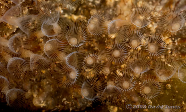 Bryozoan colony filter feeding - 1