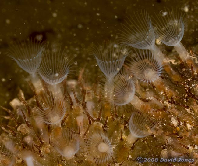 Bryozoan colony filter feeding - side and oblique views - 1
