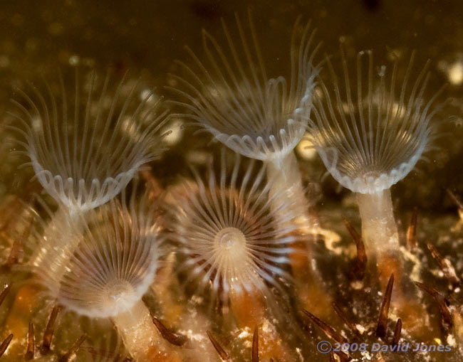Bryozoan colony filter feeding - side and oblique views - 2