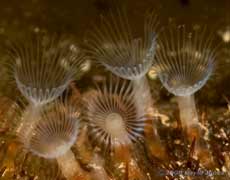 Bryozoan colony filter feeding - side and oblique views