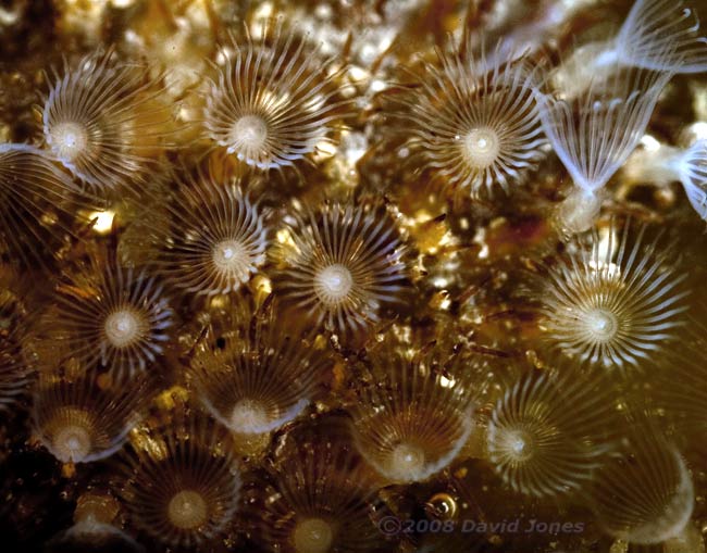 Bryozoan colony filter feeding - 2