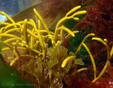 Unidentified seaweed in rockpool