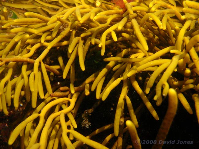 Unidentified seaweed in rockpool - 2