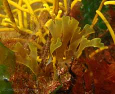 Seaweed (possibly Dictyota dichotoma) in rockpool