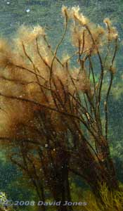 Brown seaweed (unidentified)