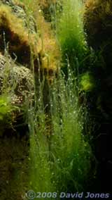 Green, filamentous seaweed