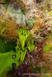 Green seaweed (unidentified)