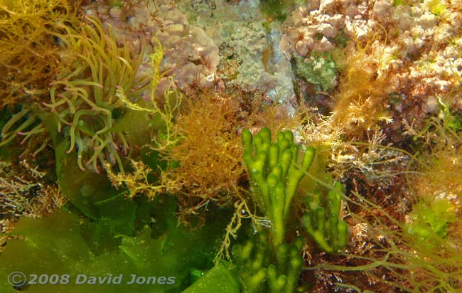 Green seaweed and Snakelocks Anemone