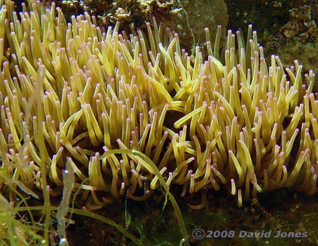 Snakelocks Anemones